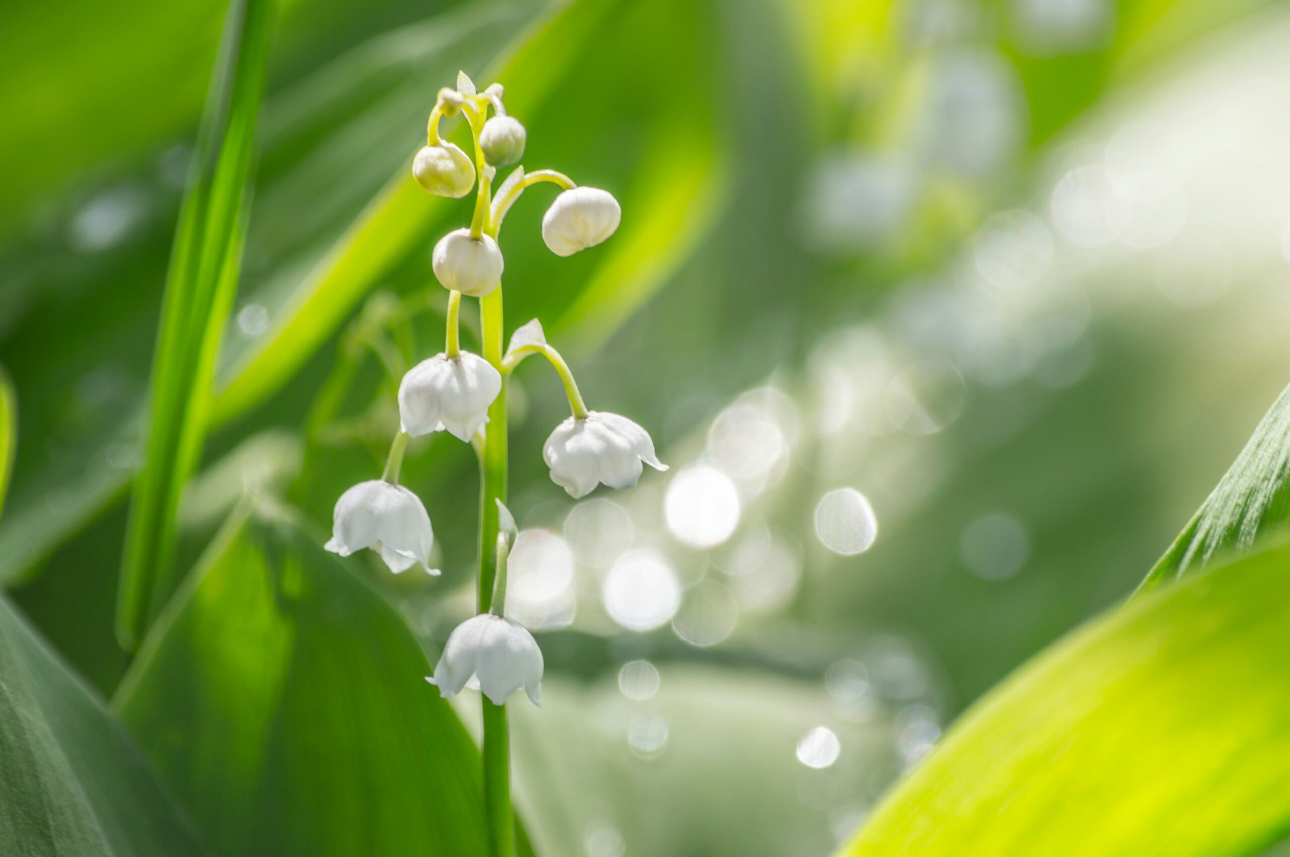 muguet parfum